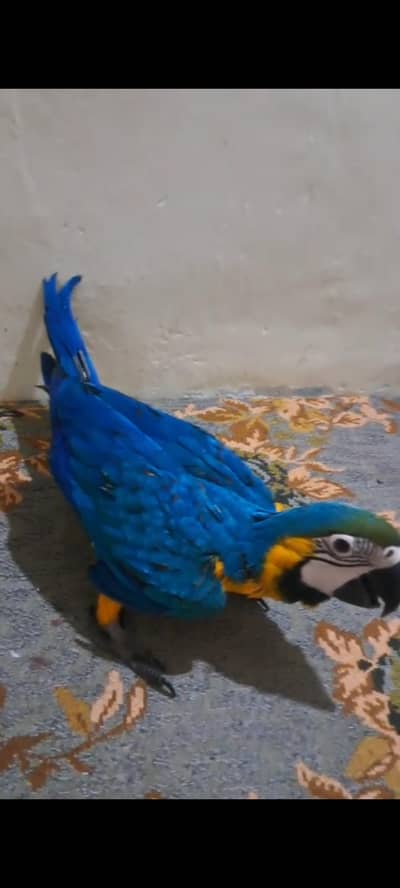 Bule Gold Macaw Chick Available For Sale.