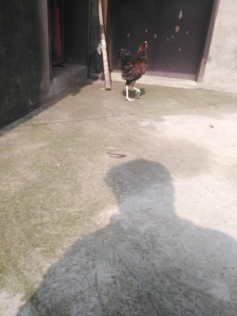 ghar ka pala hova har cheez kha leta hai — photo 2