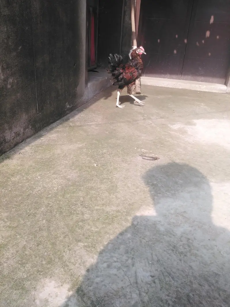 ghar ka pala hova har cheez kha leta hai — photo 3