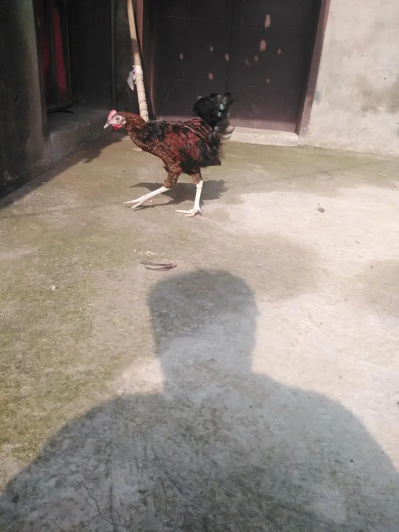 ghar ka pala hova har cheez kha leta hai — photo 4