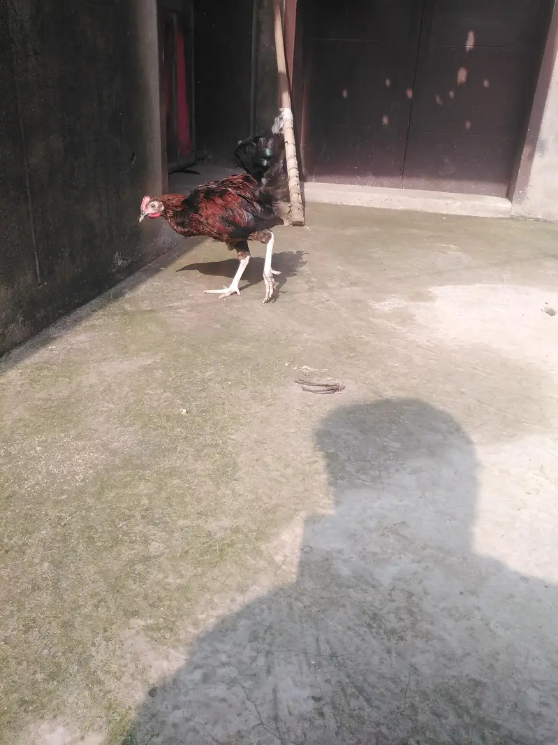 ghar ka pala hova har cheez kha leta hai — photo 5