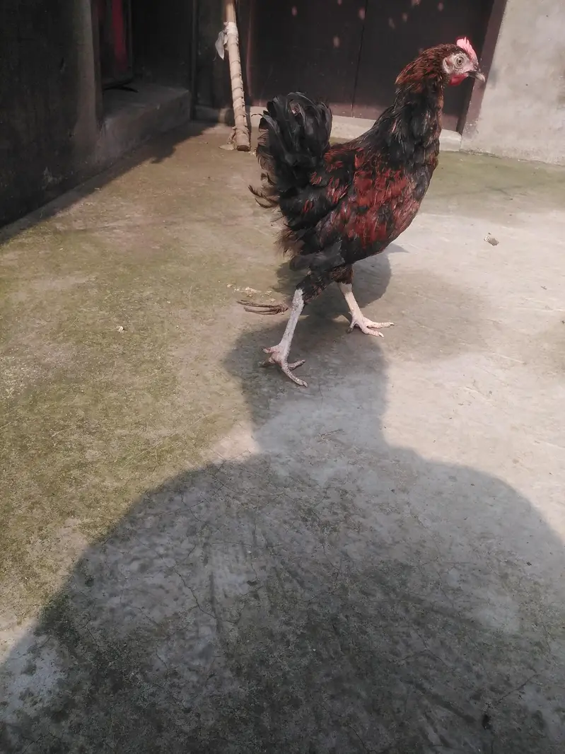 ghar ka pala hova har cheez kha leta hai — photo 6