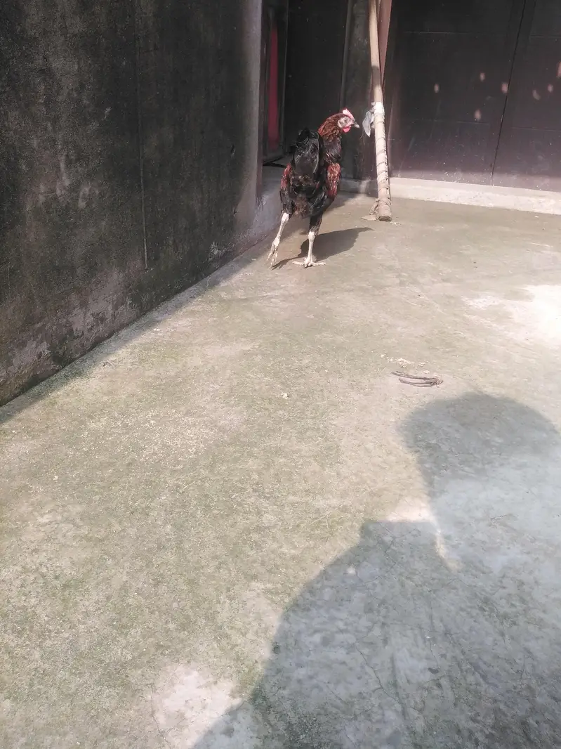 ghar ka pala hova har cheez kha leta hai — photo 7