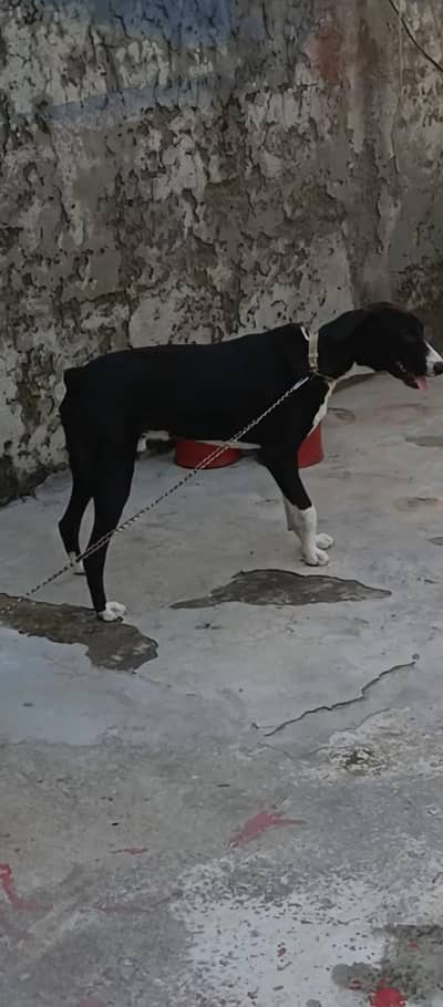 bakarwal dog