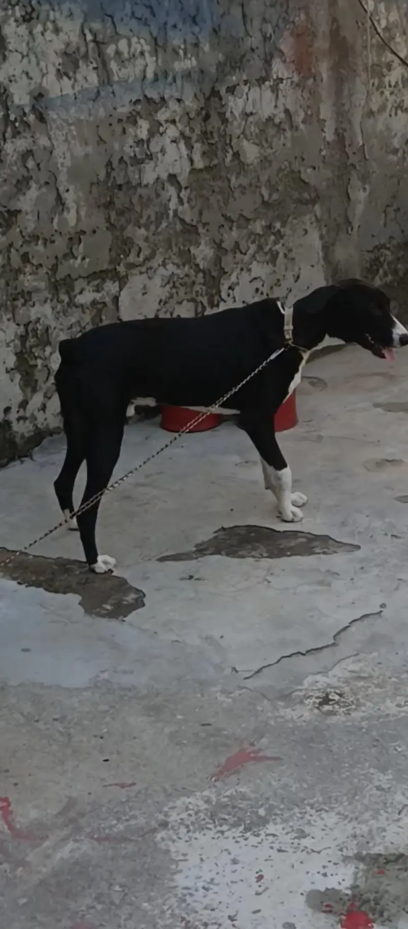 bakarwal dog