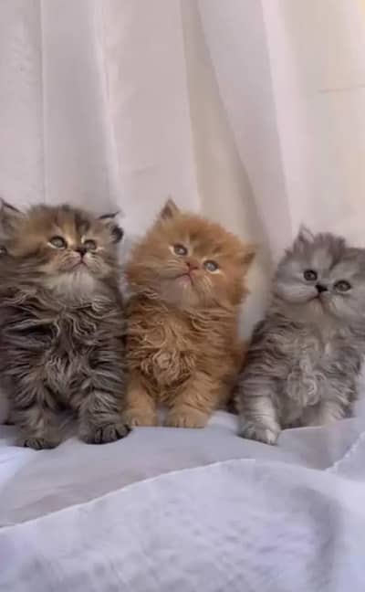 Traditional Show quality Persian extra long coated kittens for sale