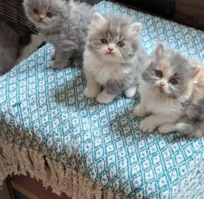 Traditional Show quality Persian extra long coated kittens for sale — photo 2
