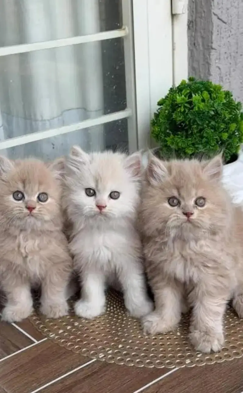 Traditional Show quality Persian extra long coated kittens for sale — photo 3