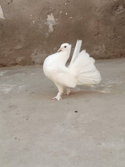 white lucky pair. . . . Faisalabad