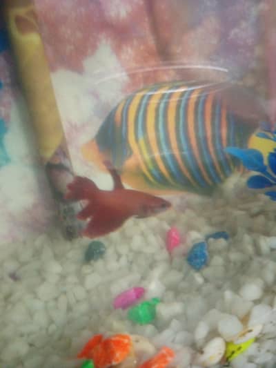 One better fish and one aquarium set complete