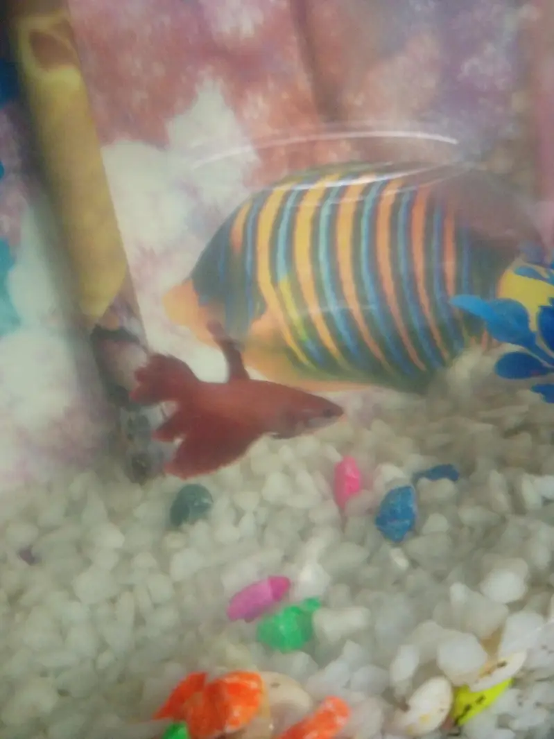 One better fish and one aquarium set complete