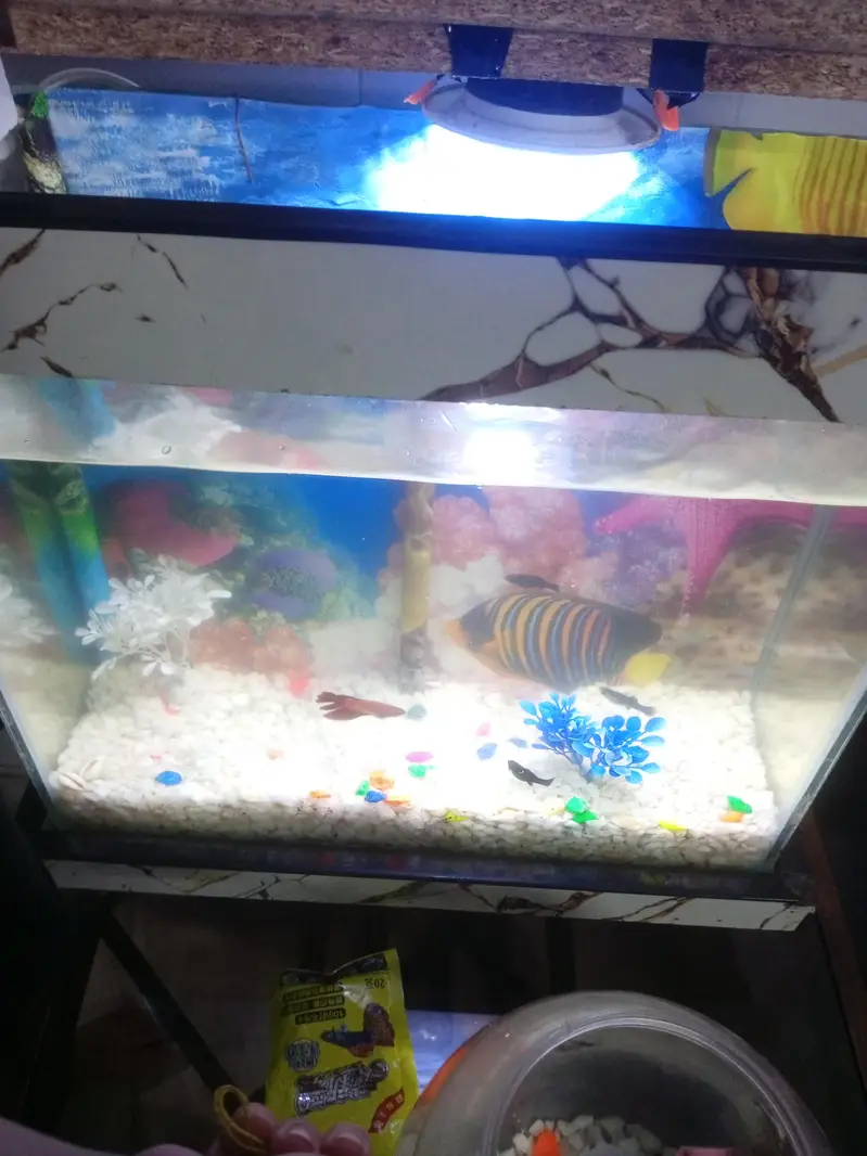 One better fish and one aquarium set complete — photo 2