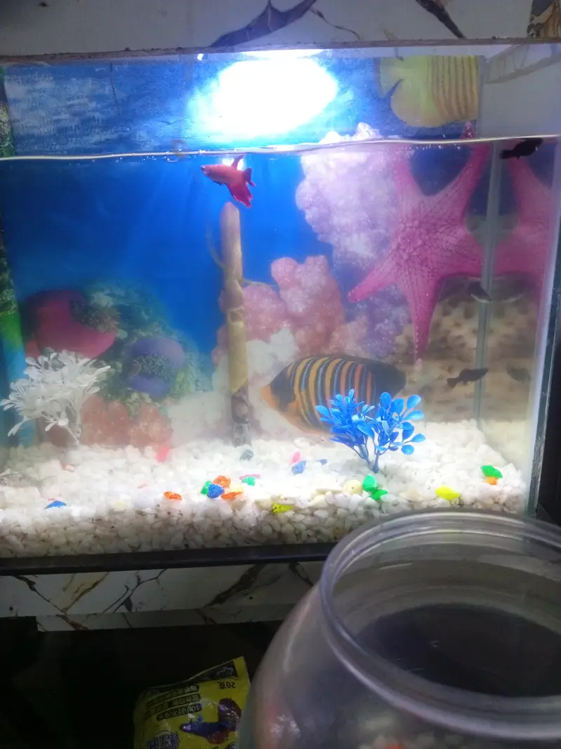 One better fish and one aquarium set complete — photo 3