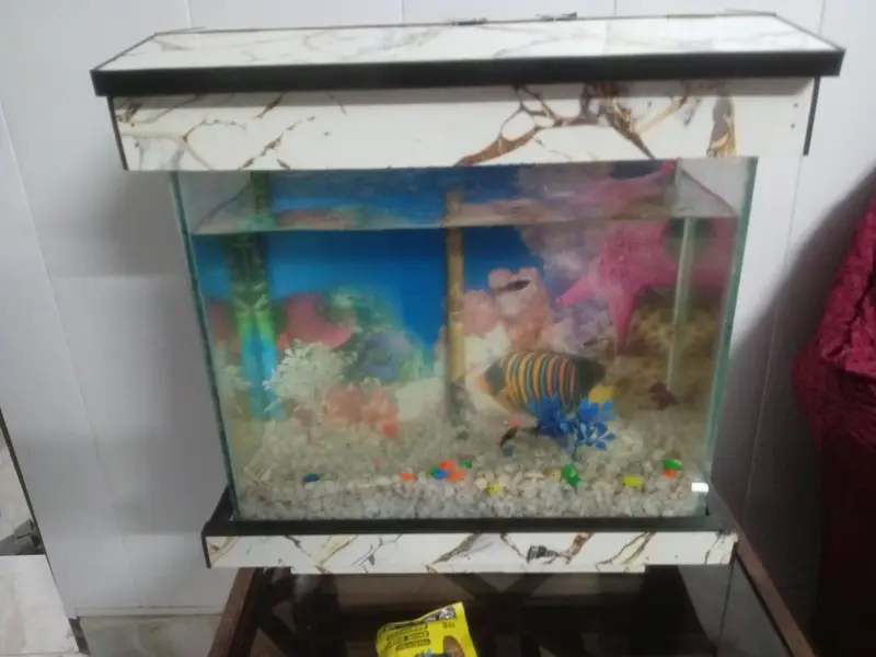 One better fish and one aquarium set complete — photo 4