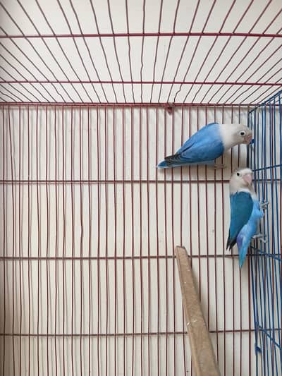 5 pice love birds 2 pice red i bages and 8 other bages  parrots