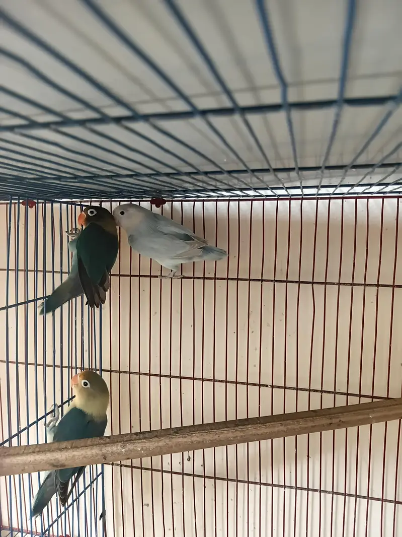 5 pice love birds 2 pice red i bages and 8 other bages  parrots — photo 2