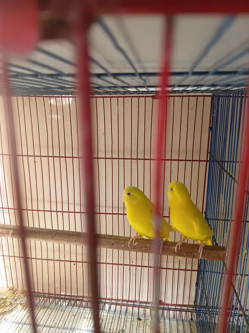 5 pice love birds 2 pice red i bages and 8 other bages  parrots — photo 3