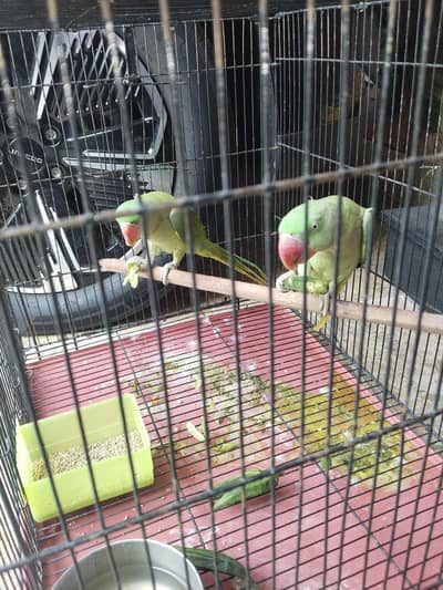 Parrots