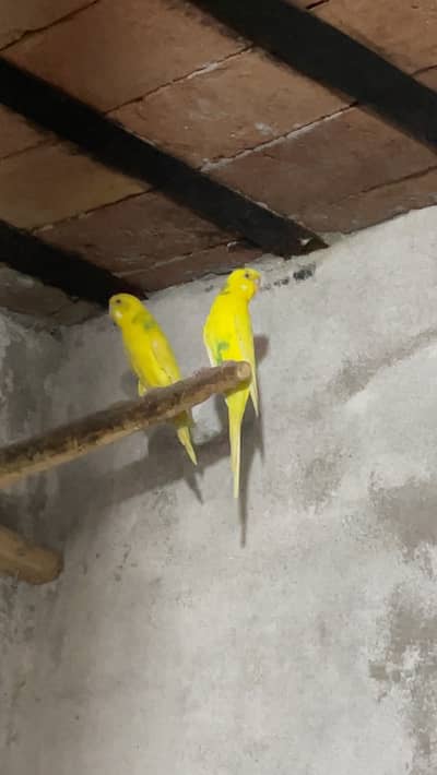 Yellow pair for sale with cage