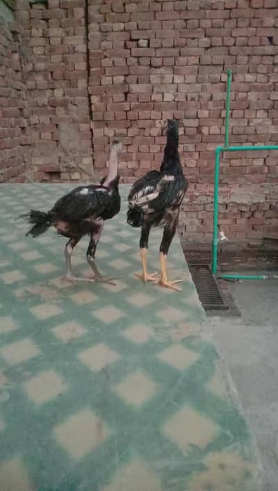 Aseel hen