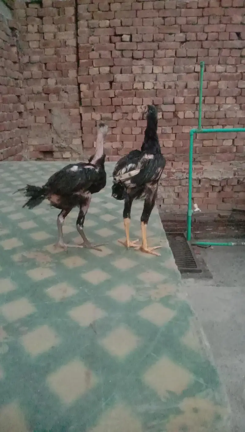 Aseel hen — photo 3