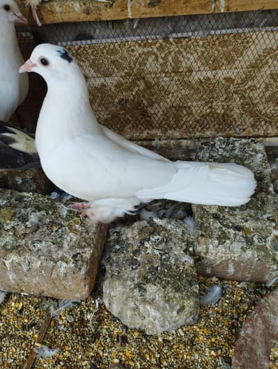 Fancy Pigeons Birds 0321-6000426
