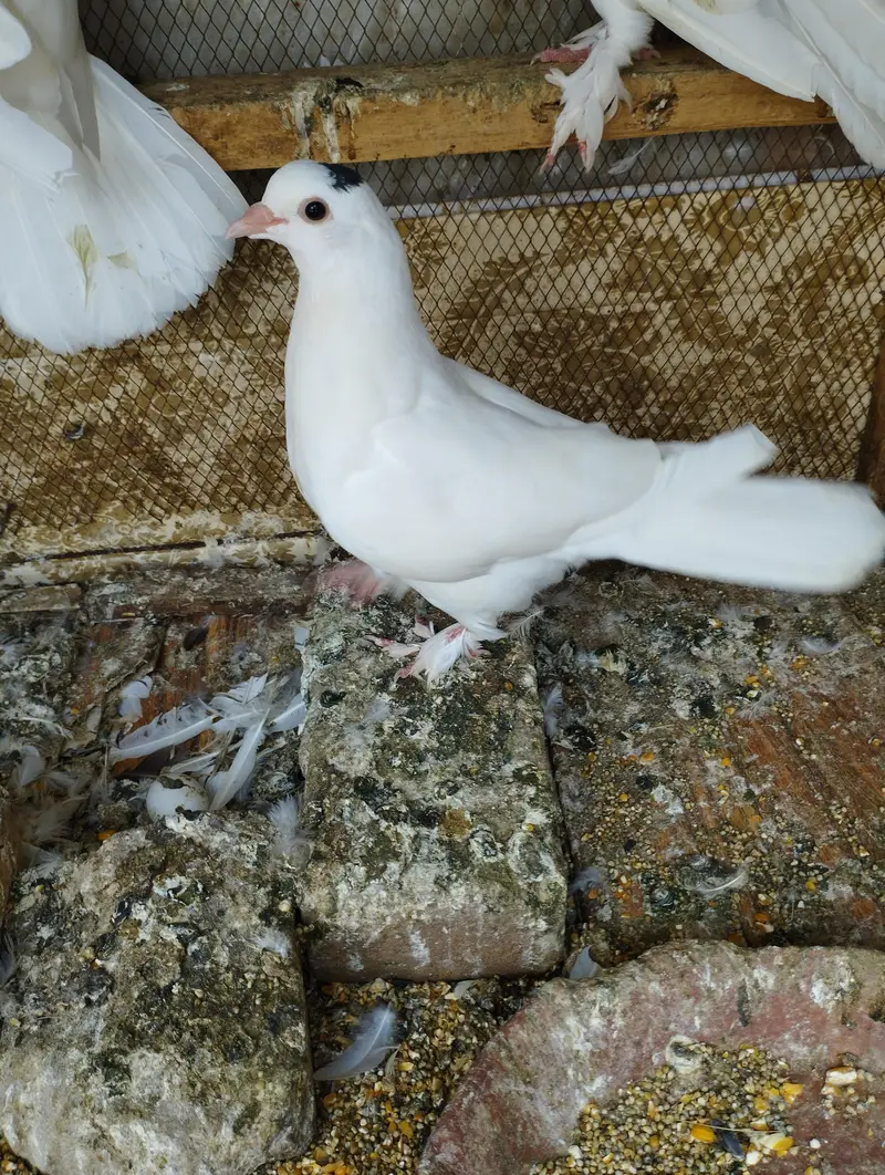 Fancy Pigeons Birds 0321-6000426 — photo 2