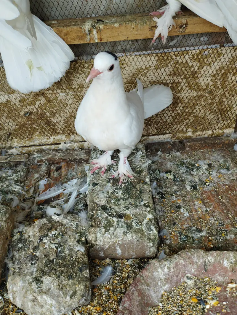 Fancy Pigeons Birds 0321-6000426 — photo 3