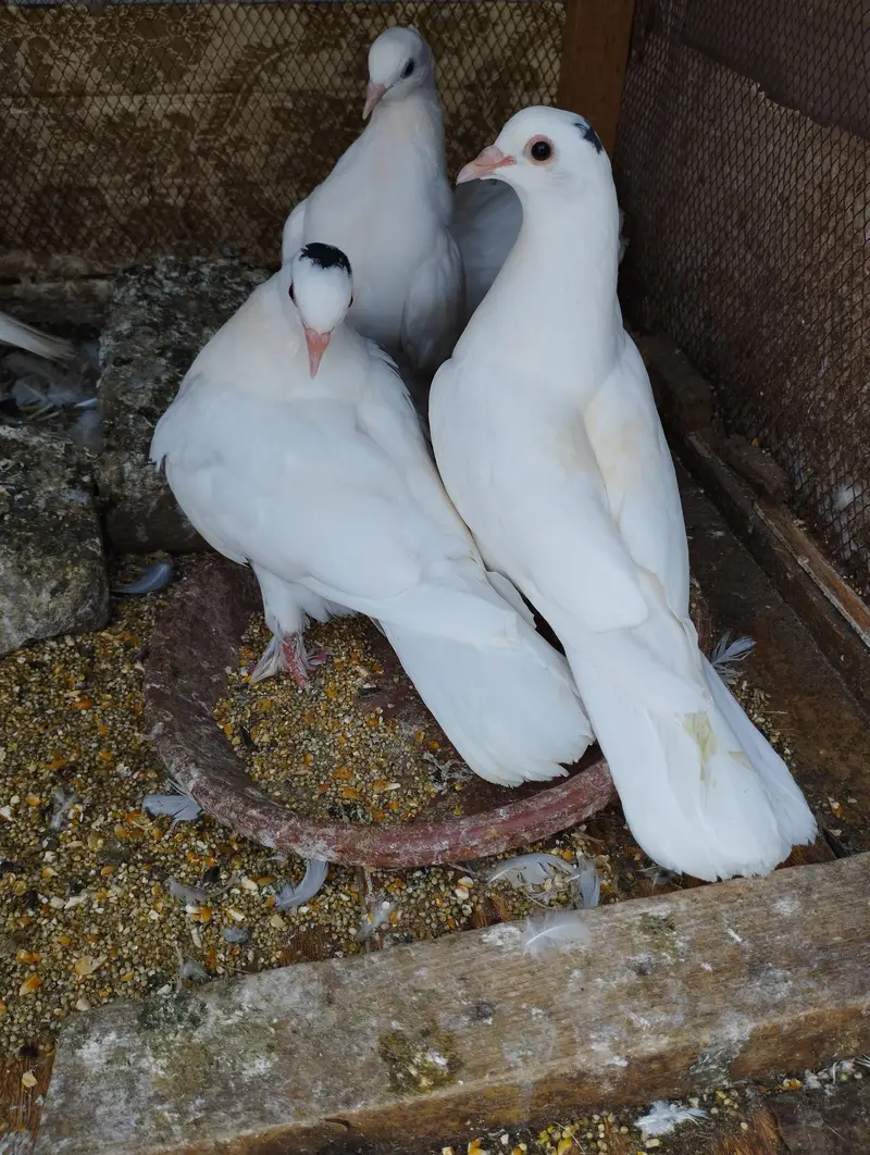 Fancy Pigeons Birds 0321-6000426 — photo 4