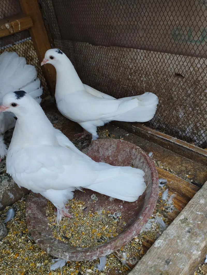 Fancy Pigeons Birds 0321-6000426 — photo 5