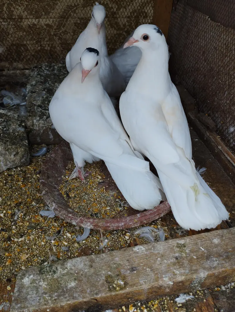 Fancy Pigeons Birds 0321-6000426 — photo 6