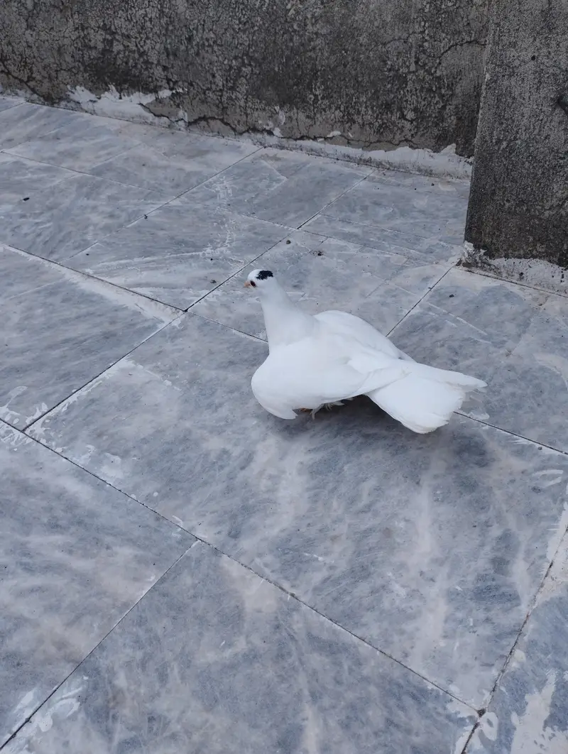 Fancy Pigeons Birds 0321-6000426 — photo 7