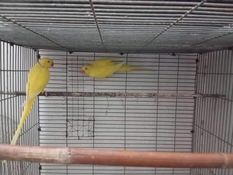 yellow ring neck pair 0
