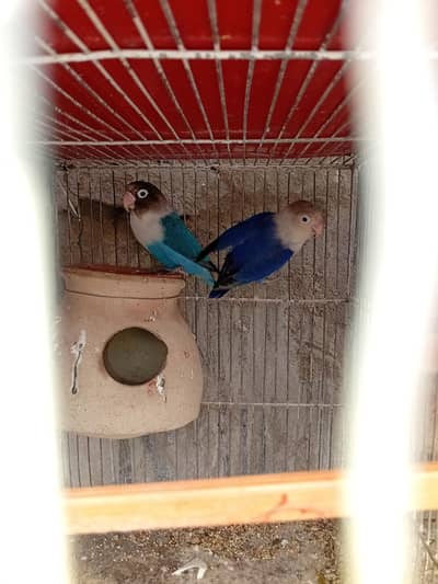 Love Birds