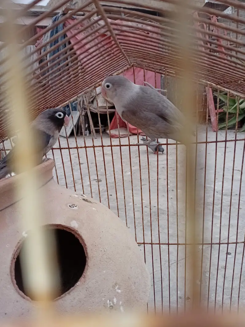 Love Birds — photo 2