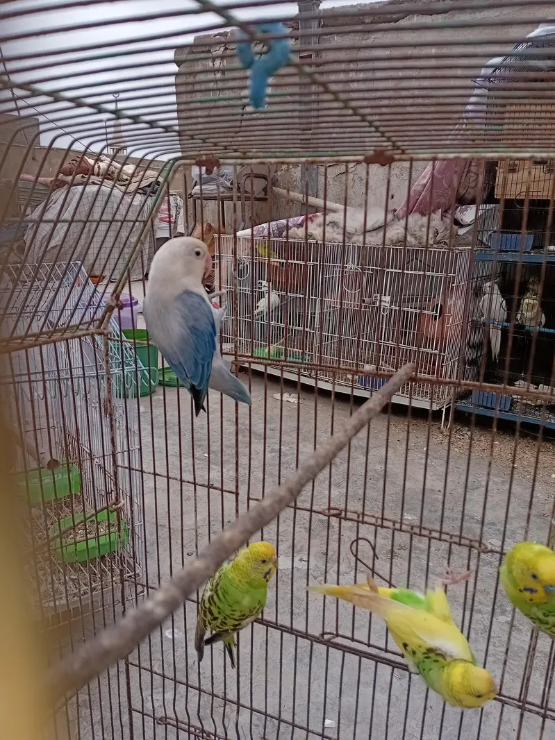Love Birds — photo 3