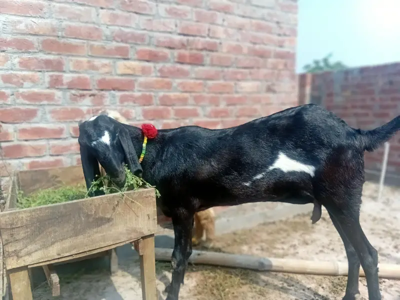 Fresh 4 danth hy betal path — photo 4