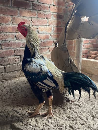 Deal of Aseel Murgha | Aseel Murghi | Original Aseel Hens for sale