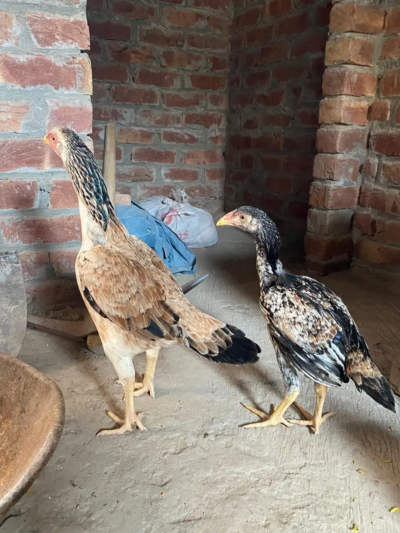Deal of Aseel Murgha | Aseel Murghi | Original Aseel Hens for sale — photo 2