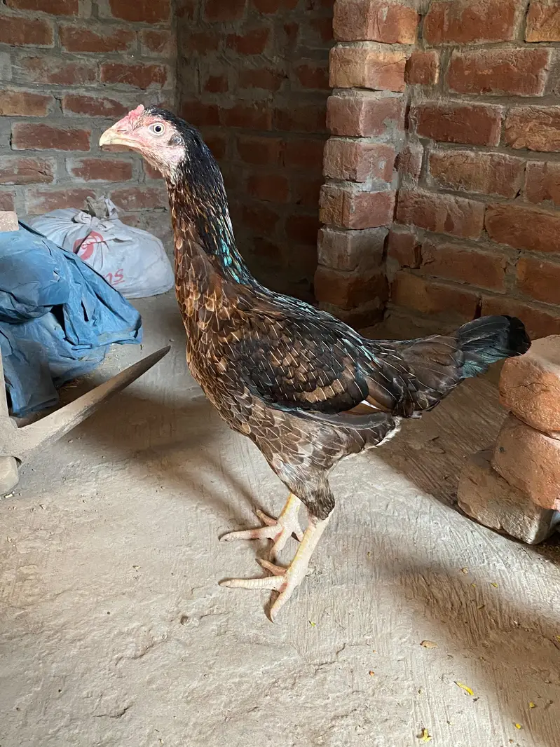 Deal of Aseel Murgha | Aseel Murghi | Original Aseel Hens for sale — photo 3
