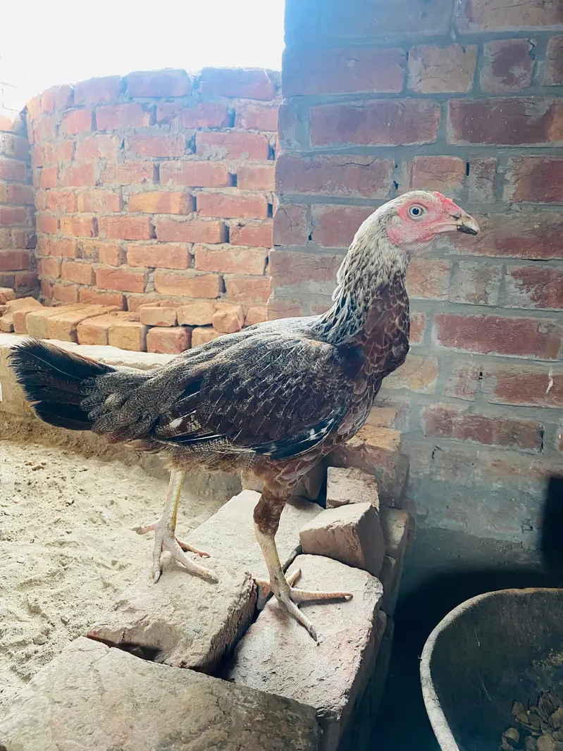 Deal of Aseel Murgha | Aseel Murghi | Original Aseel Hens for sale — photo 4