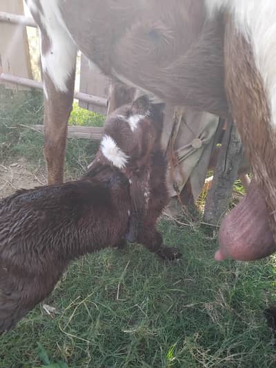 Goat milk available