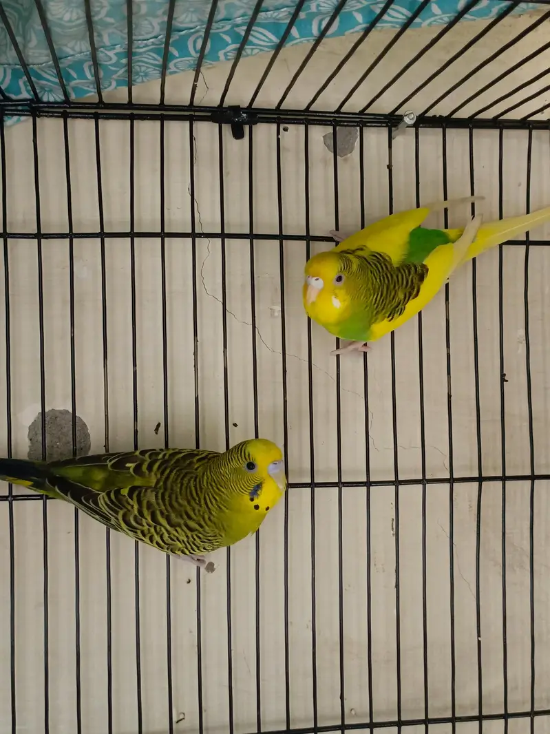 love birds pair — photo 3
