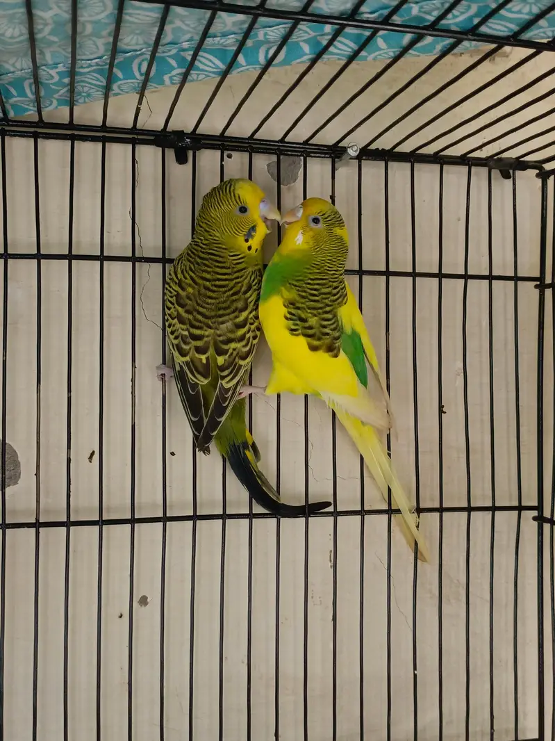 love birds pair — photo 4