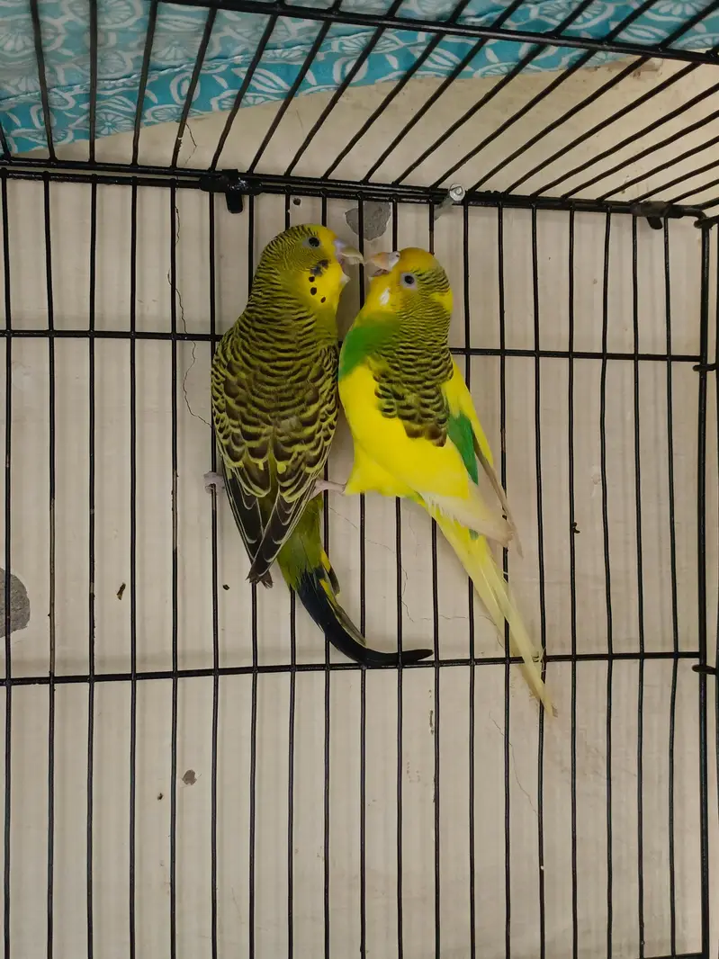love birds pair — photo 5