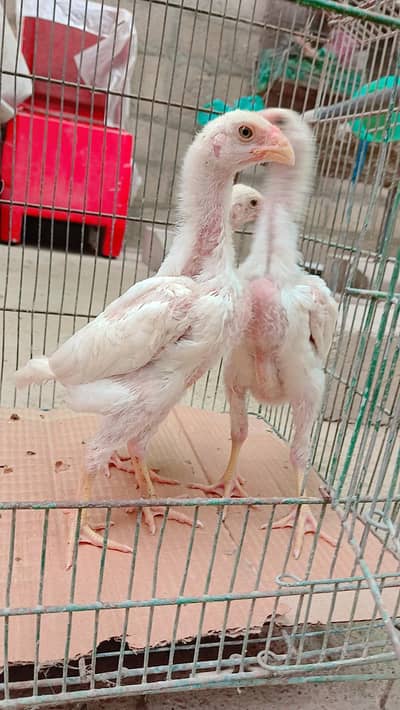 High quality king shamo 3 chicks for sale ( 6000 per piece)