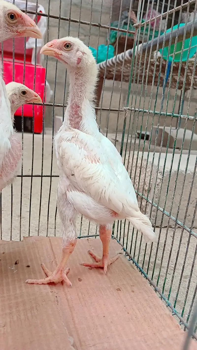 High quality king shamo 3 chicks for sale ( 6000 per piece) — photo 2