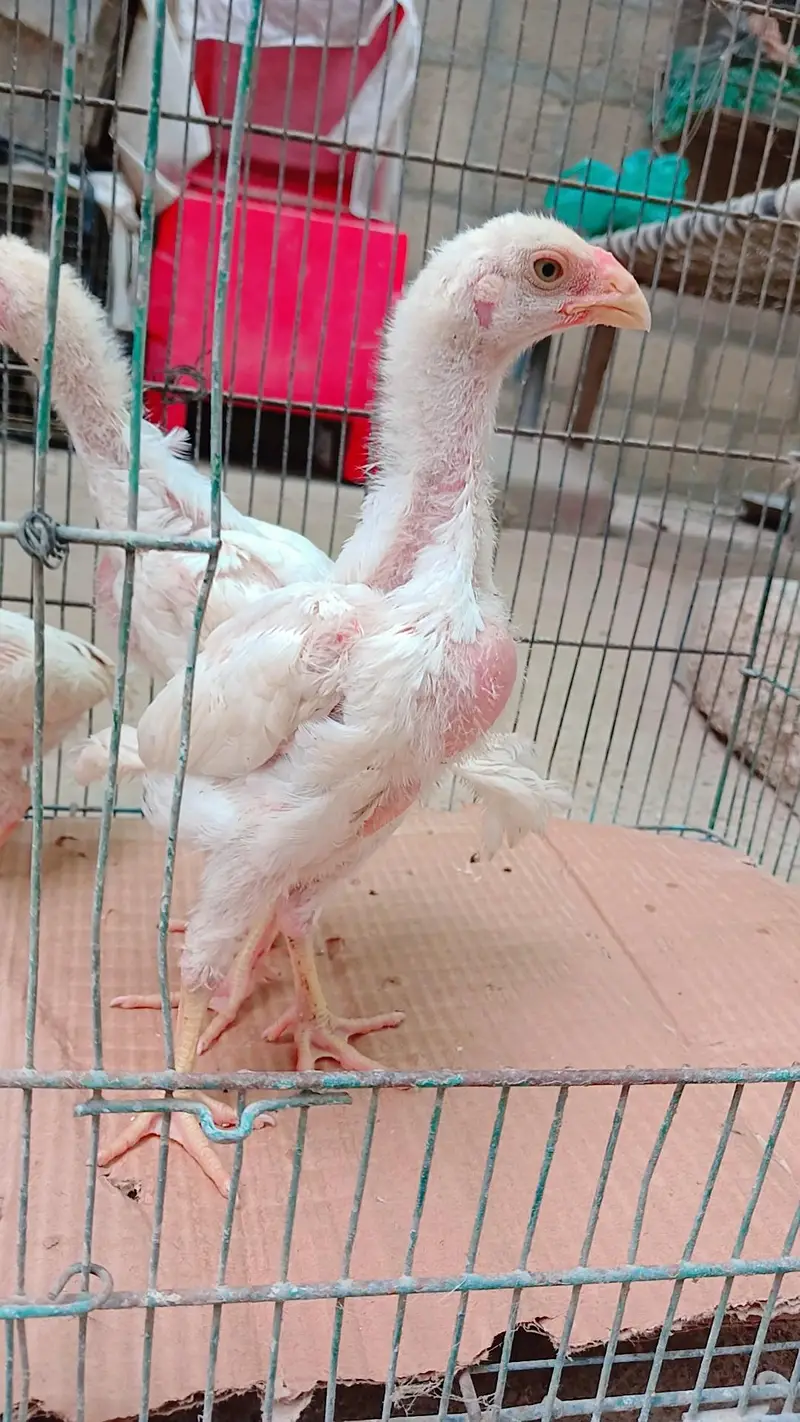 High quality king shamo 3 chicks for sale ( 6000 per piece) — photo 3