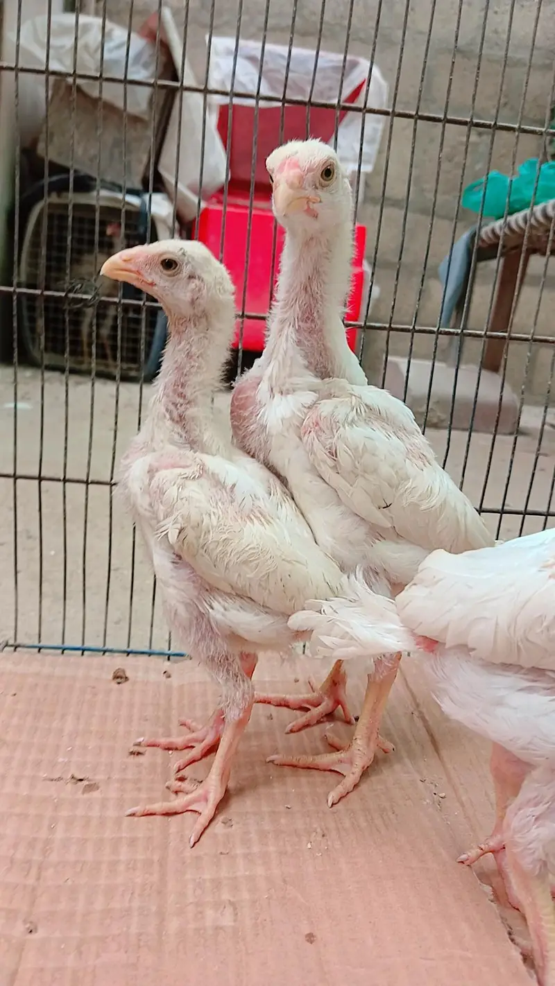 High quality king shamo 3 chicks for sale ( 6000 per piece) — photo 4