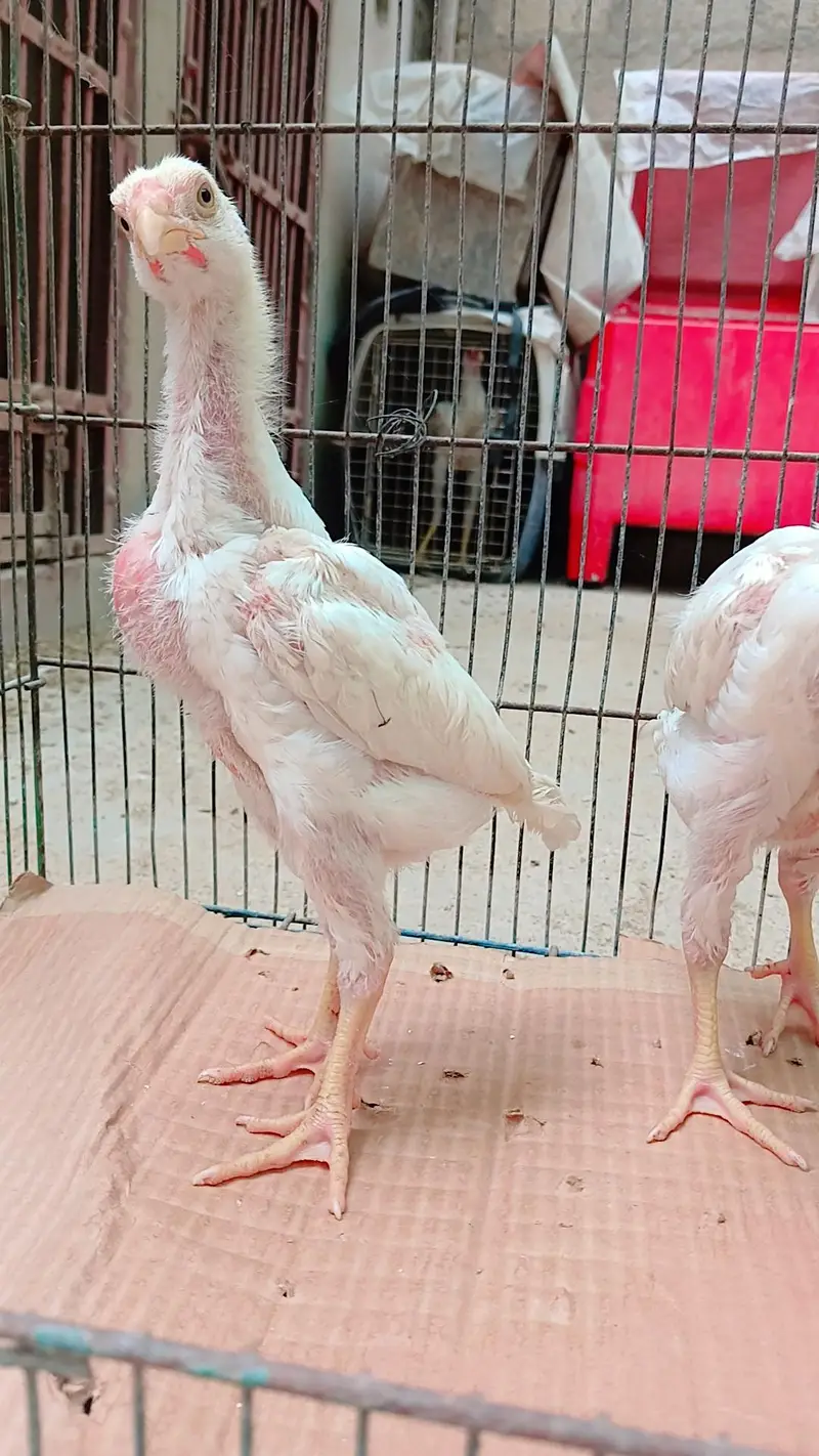 High quality king shamo 3 chicks for sale ( 6000 per piece) — photo 5